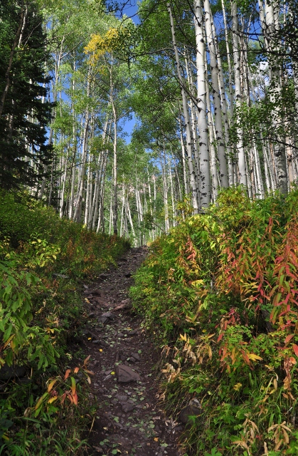 a stand of aspen trees